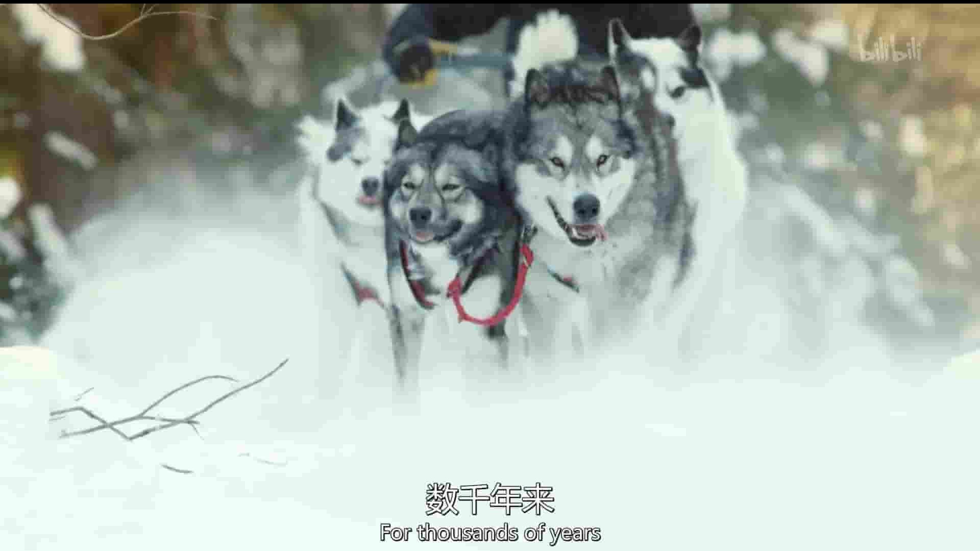 英国纪录片《犬科动物：惊艳不俗的种群 Dogs an Amazing Animal Family 2020》全3集 英语中字 1080P高清网盘下载