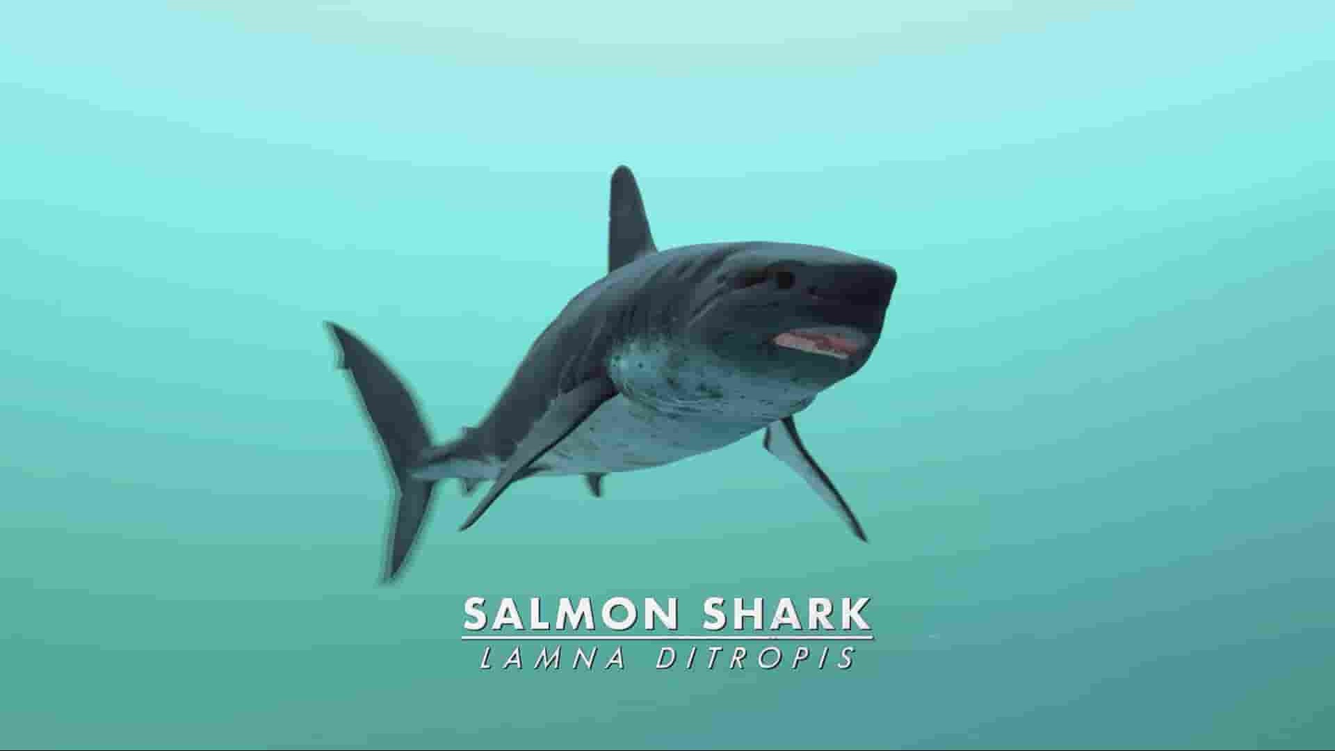 探索频道《灭绝或活着：阿拉斯加的大白鲨 Extinct or Alive: Jaws of Alaska 2021》全1集 英语中英双字 1080P高清网盘下载
