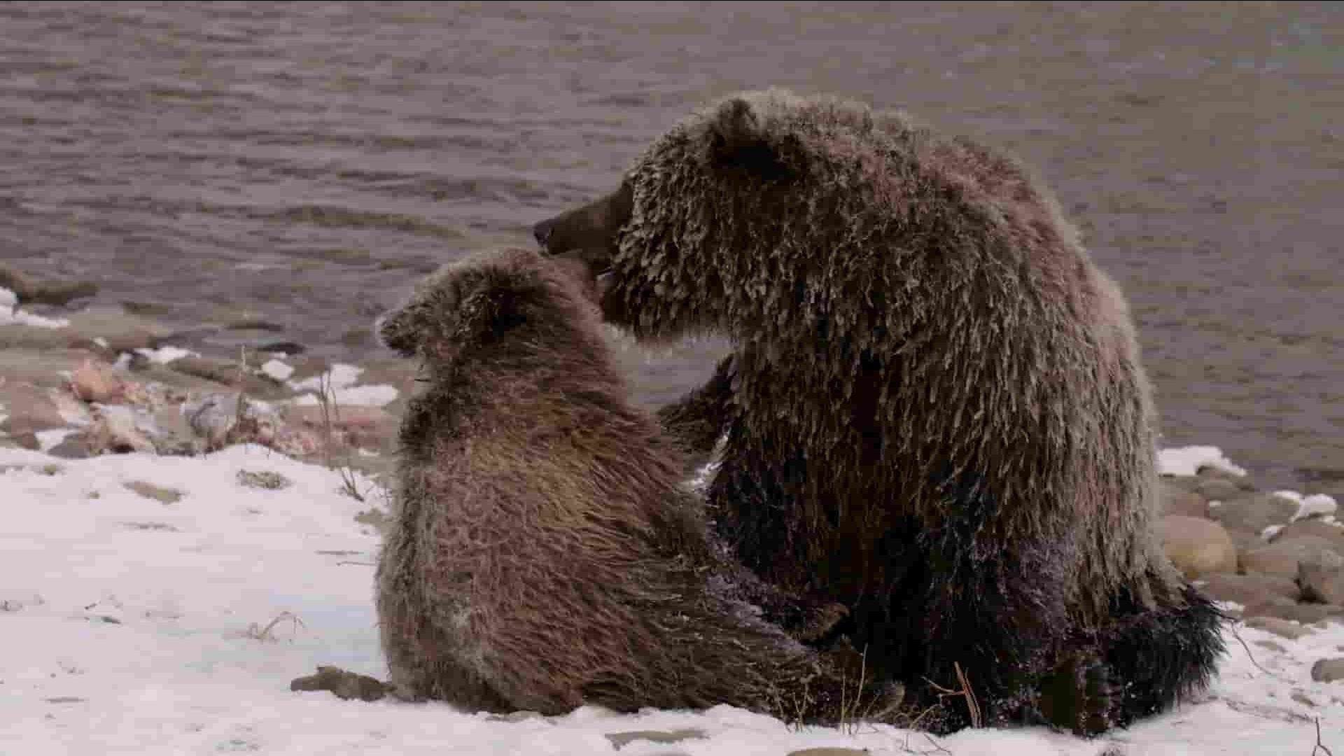 史密森尼频道《育空野生灰熊 Yukon