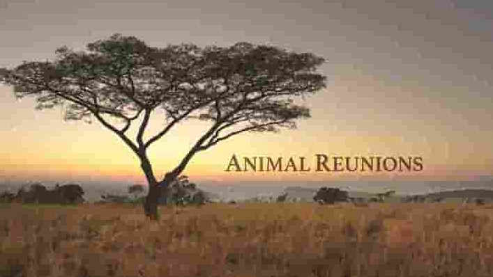 PBS纪录片《动物重逢 Nature: Animal Reunions 2016》全1集 英语英字 1080P高清网盘下载