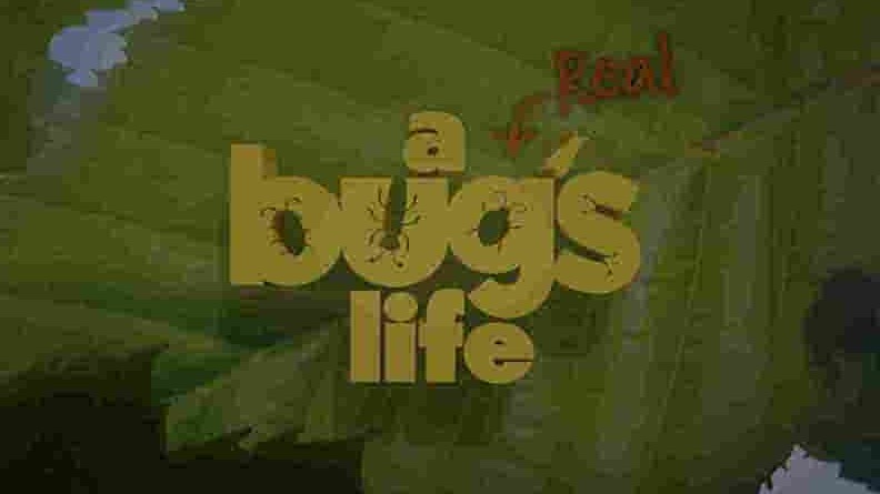 迪士尼/国家地理《虫虫历险记 A Real Bug