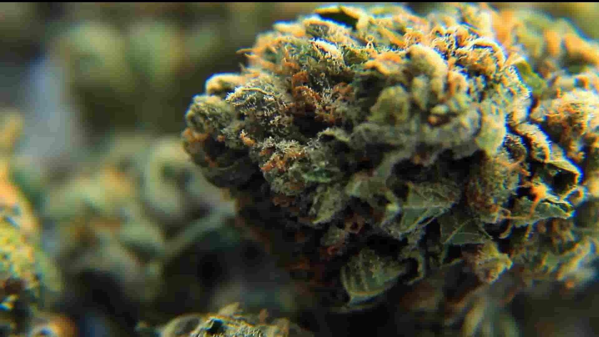 PBS纪录片《揭秘大麻 The Cannabis Question 2021》全1集 英语中字 1080P高清网盘下载 