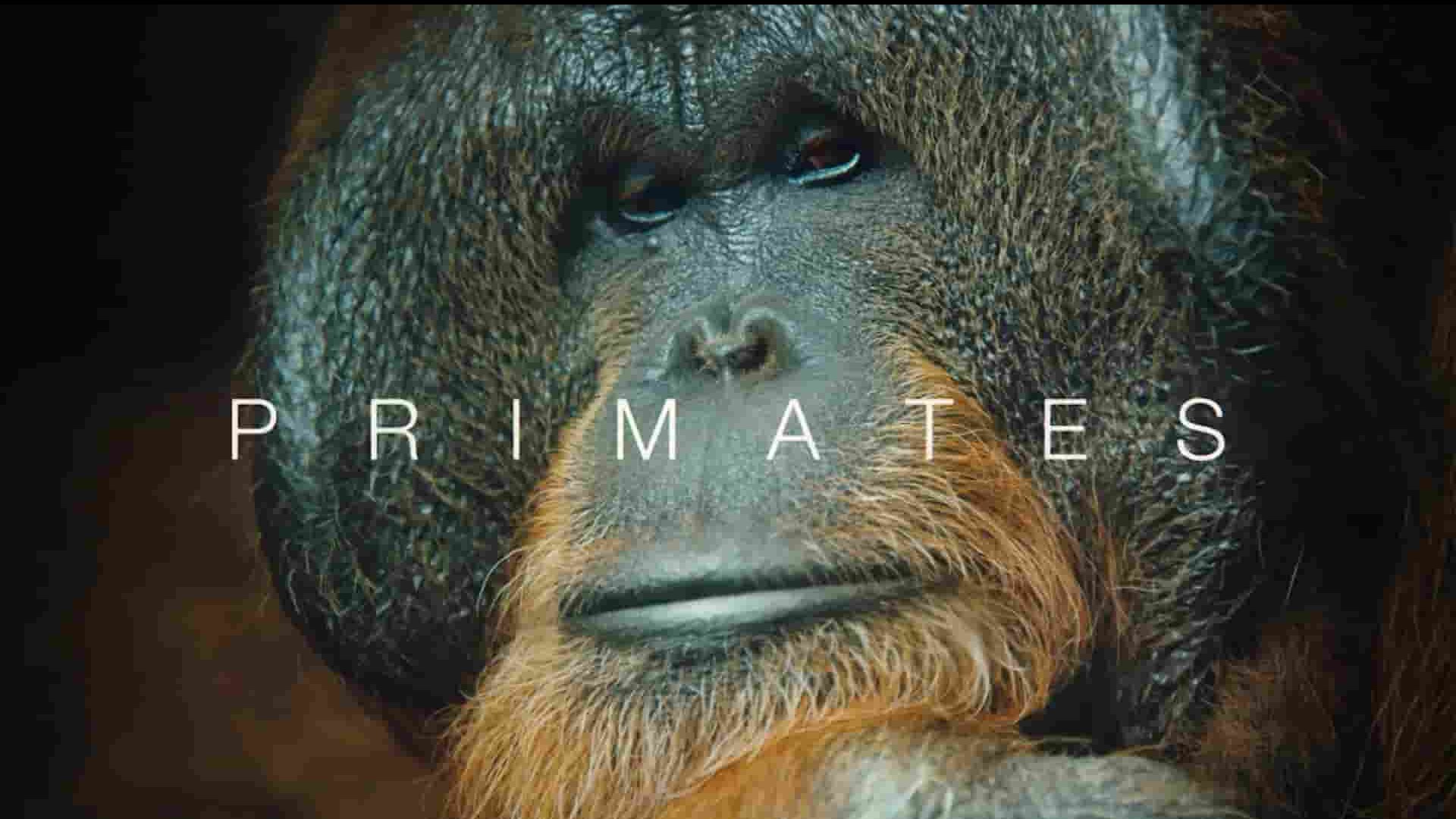 PBS纪录片《灵长类 Primates 2020》全3集 英语中英双字 1080P高清网盘下载