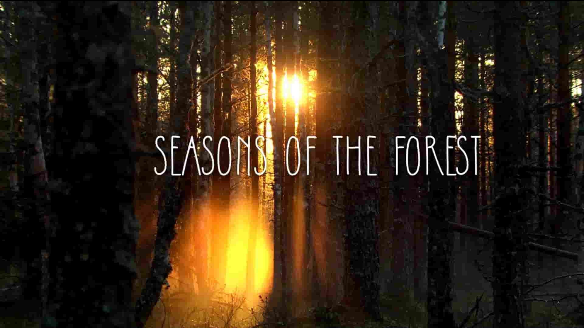 Curiosity纪录片《森林的季节 Seasons of the Forest 2020》全1集 英语中英双字 1080P高清网盘下载