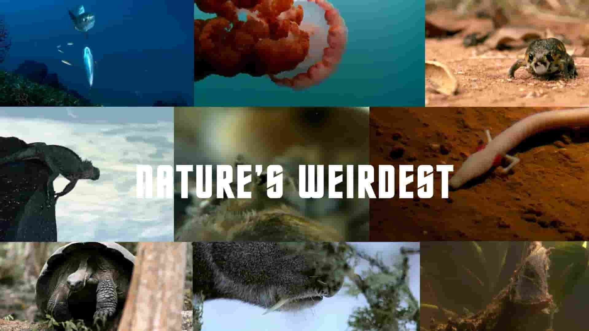 Curiosity纪录片《大自然最诡异 Nature’s Weirdest 2021》全1集 英语中英双字 1080P高清网盘下载