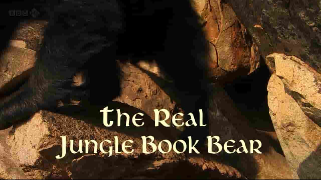 BBC自然世界《丛林懒熊 The Real Jungle Book Bear 2012》全1集 英语英字 1080P高清网盘下载