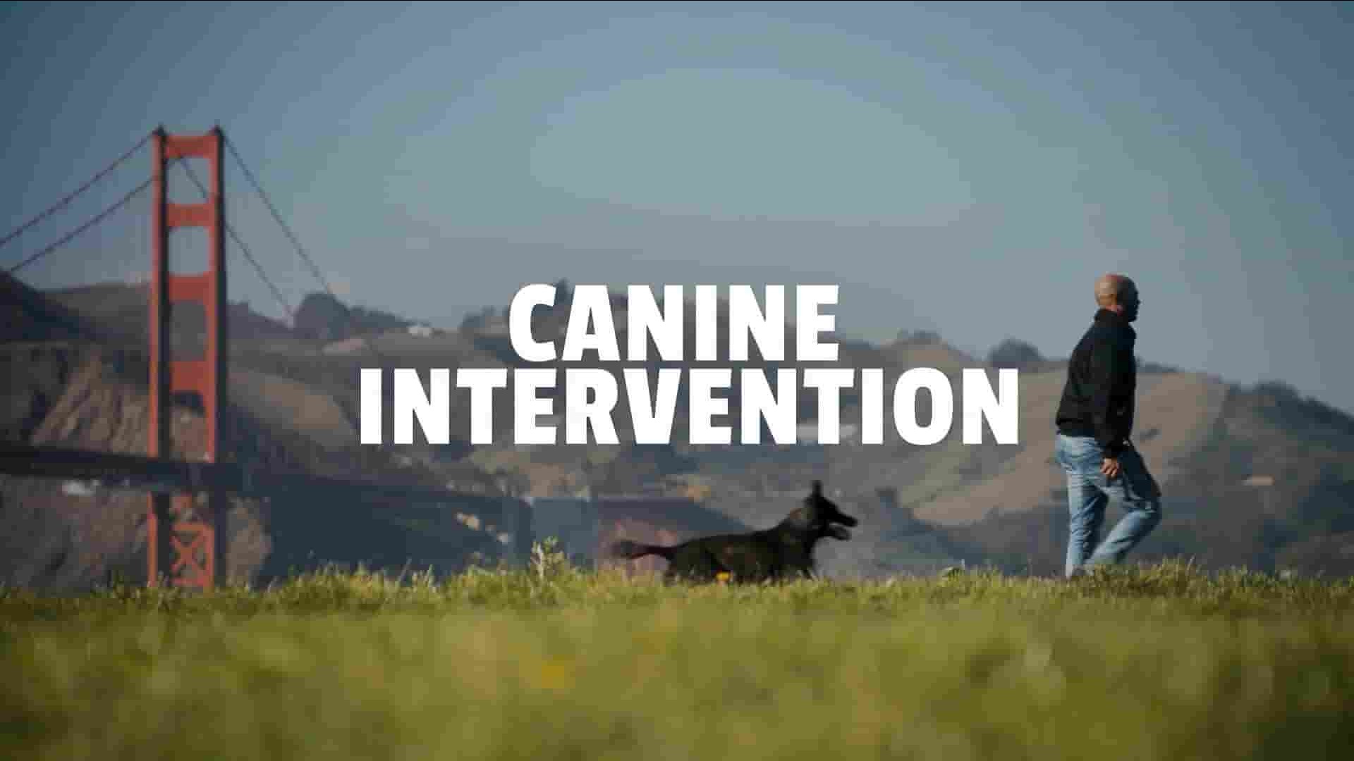 Netflix纪录片《驯犬师 Canine Intervention 2021》全6集 英语中字 1080P高清网盘