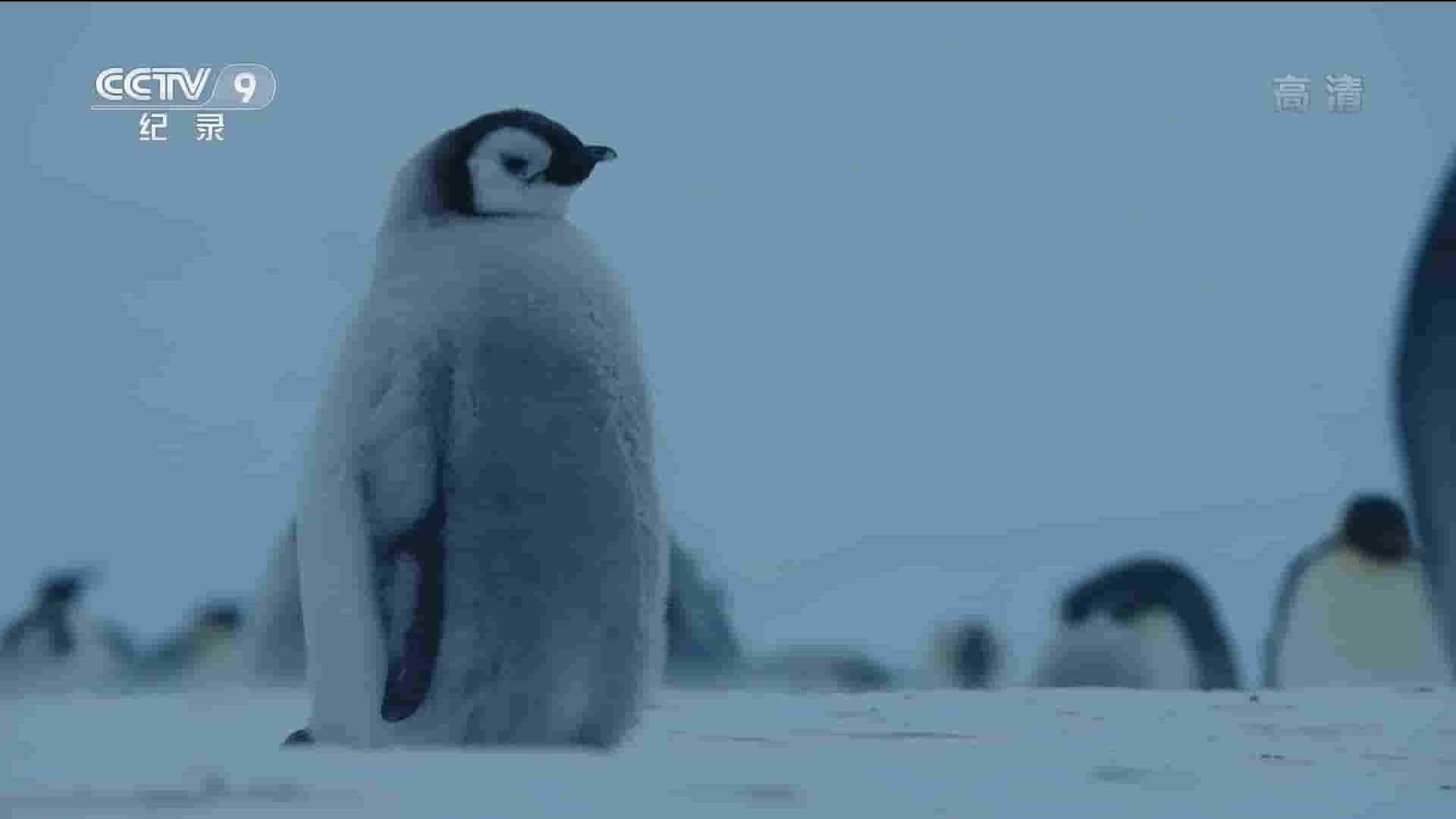 央视纪录片《南极：生存在边缘 Antarctica:Living on the Edge 2019》全1集 国语中字 1080P高清网盘下载