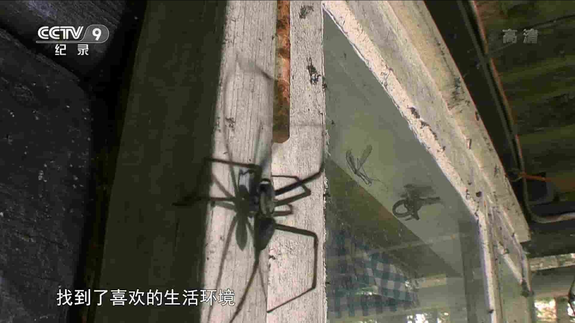 央视纪录片《蜘蛛栖息地 Where Spiders Dwell – Tumultuous Terrains 2017》全1集 国语中字 1080P高清网盘下载