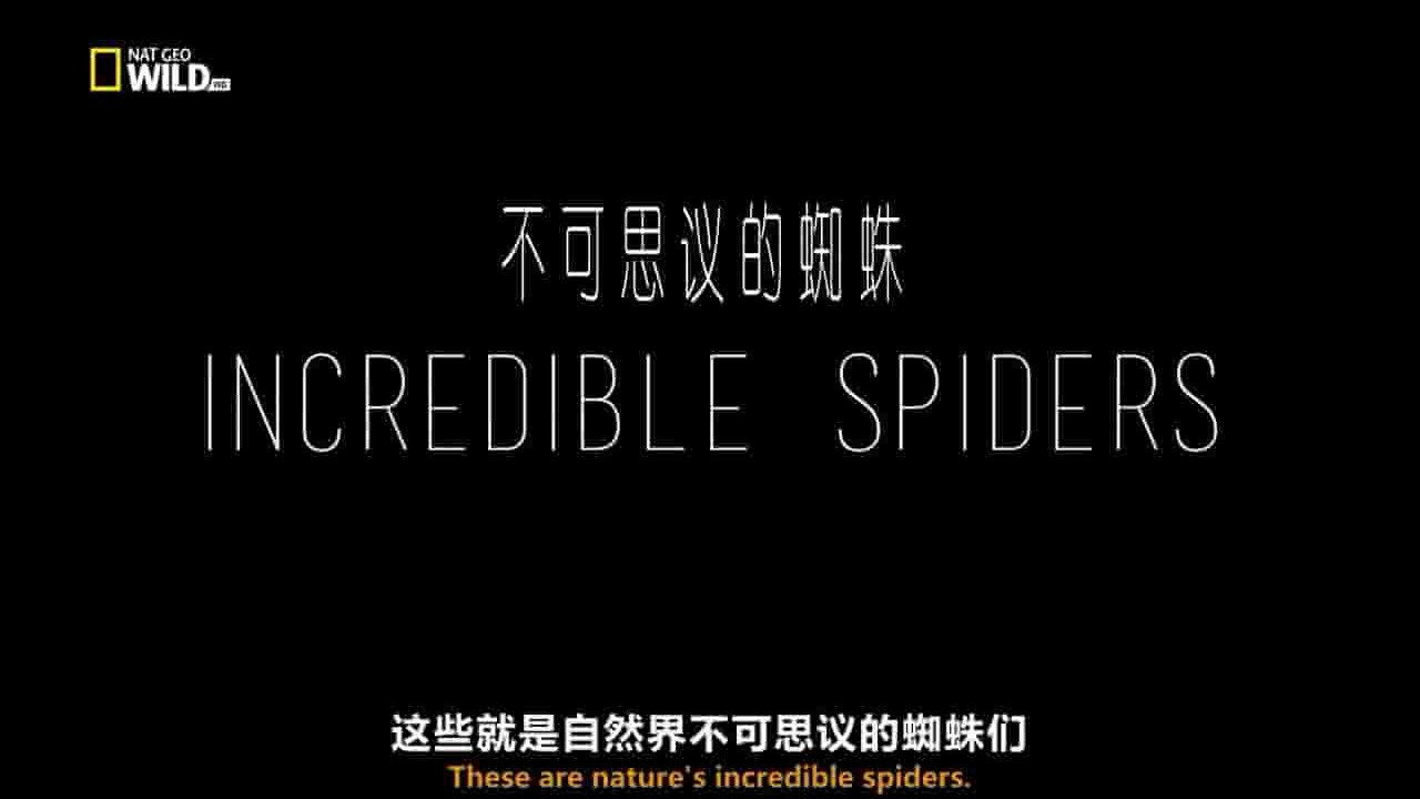 国家地理《神奇蜘蛛/不可思议的蜘蛛 Incredible Spiders 2016》全1集 英语中字/粤语中字/英语内嵌中英双字 720P高清网盘下载