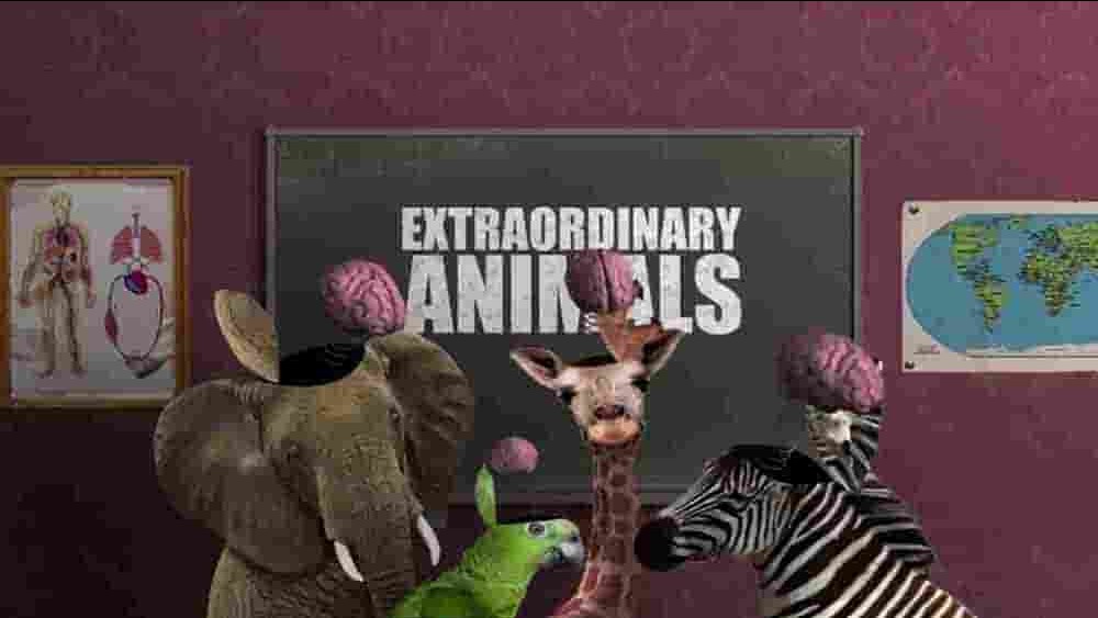 英国纪录片《非凡动物 Extraordinary Animals 2008》第1季全7集 英语中字 1080P高清网盘下载