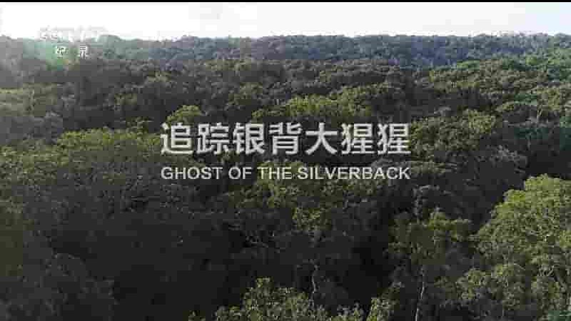 央视纪录片《追踪银背大猩猩 Ghost of the Silverback 2018》全1集 国语中字 1080P高清网盘下载