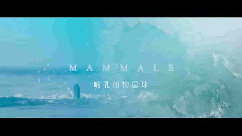 BBC纪录片《哺乳动物星球 Mammals 2024》全6集 国英双语中英双字 4K超高清网盘下载