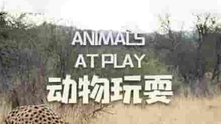 bbc纪录片《动物玩耍 Animals at Play 2019》全2集 英语中字 1080p高清网盘下载