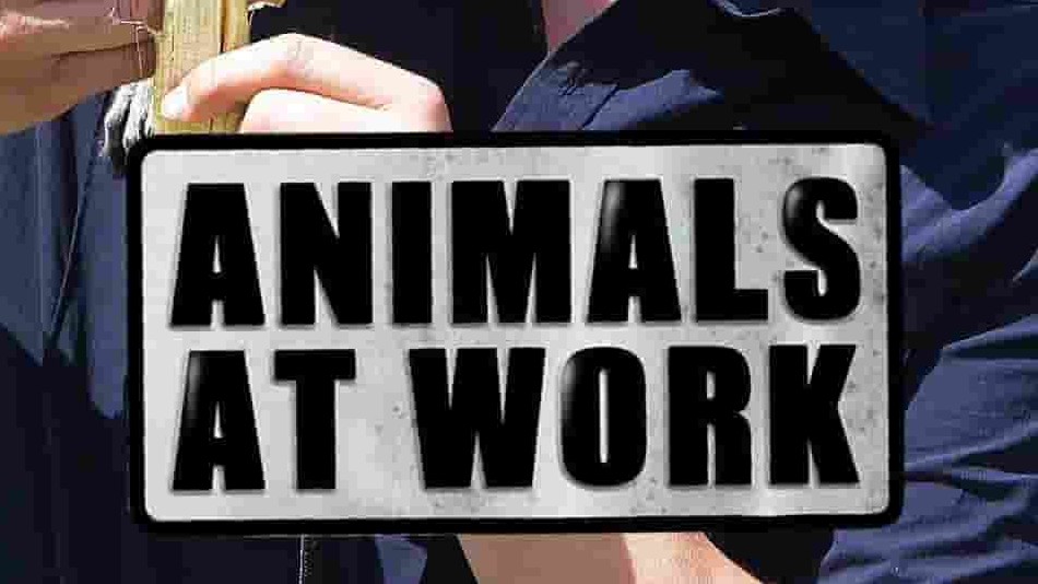 BBC纪录片《动物打工记 Animals at Work 2008》全26集 英语中字 1080p高清网盘下载