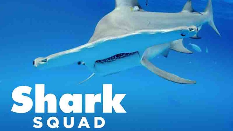 美国纪录片《鲨鱼小队  Shark Squad 2018》第1季全4集 英语中字 1080p高清网盘下载