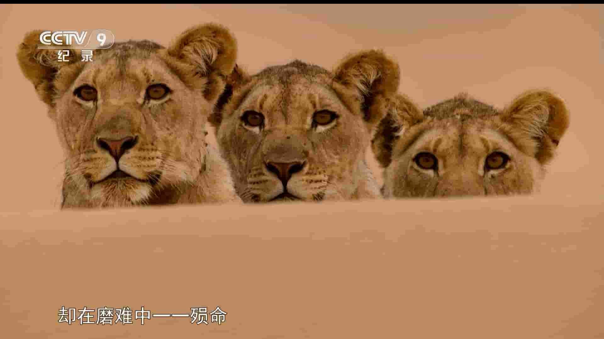 法国纪录片《沙漠狮传奇 Vanishing Kings II – Desert Lion Legacy 2018》全1集 国语中字 1080P高清网盘下载