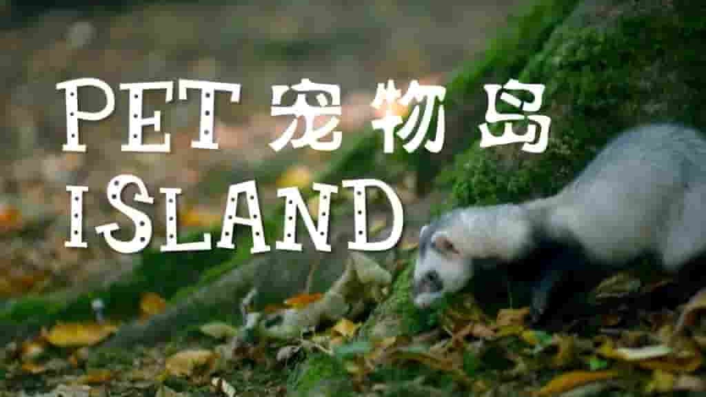 BBC纪录片《宠物岛 Pet Island 2016》全6集 英语内嵌中英双字 720P高清网盘下载