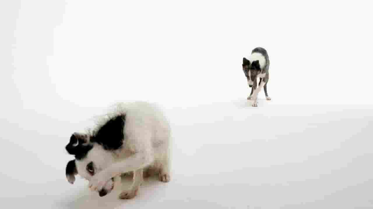 PBS纪录片《狗的故事 Dog Tales 2020》全1集 英语中字 720P高清网盘下载