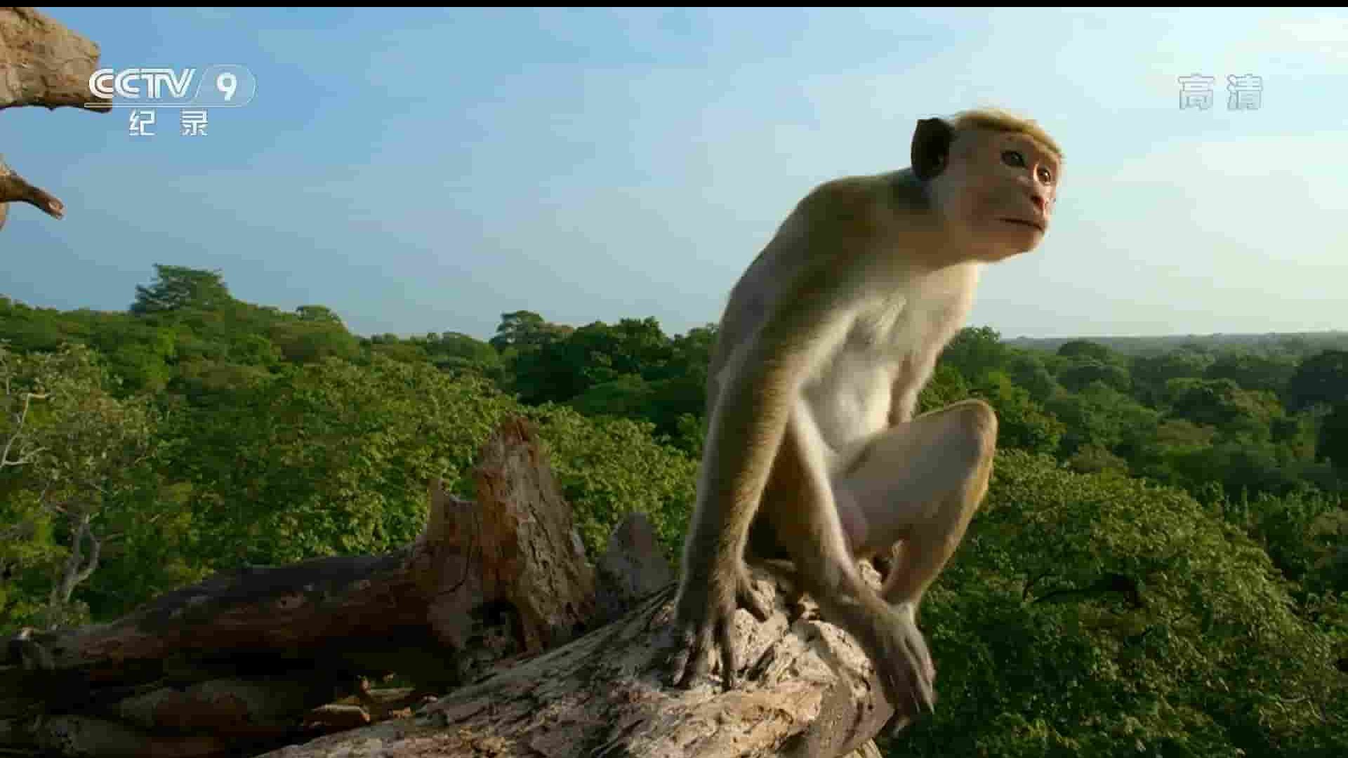 史密森频道《与猴群同行 A Life Among Monkeys 2019》全1集 国语中字  1080P高清网盘下载
