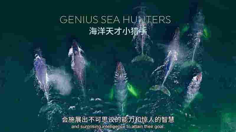 法国纪录片《海洋天才小猎手 Genius Sea Hunters 2020》第1季全3集 英语中英双字 4K超高清网盘下载
