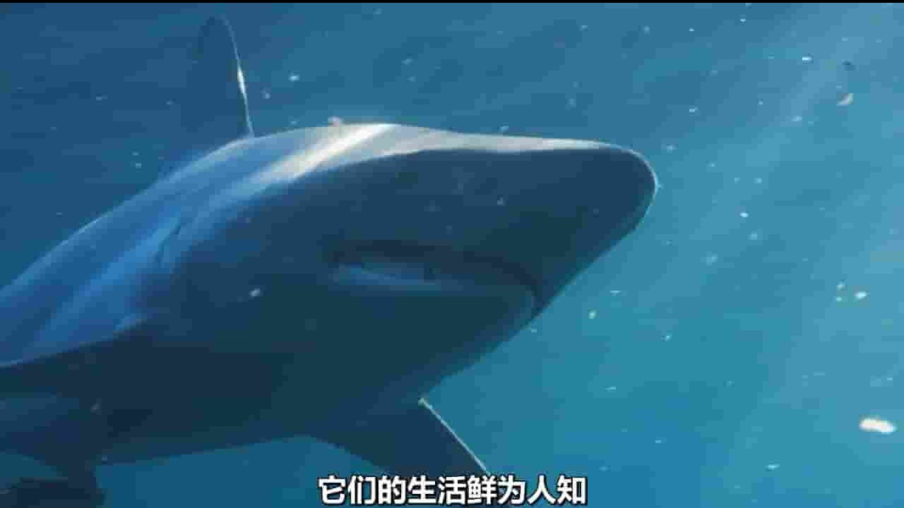 PBS纪录片《海洋最大盛宴 The Ocean’s Greatest Feast 2022》全1集 英语中字 720P高清网盘下载