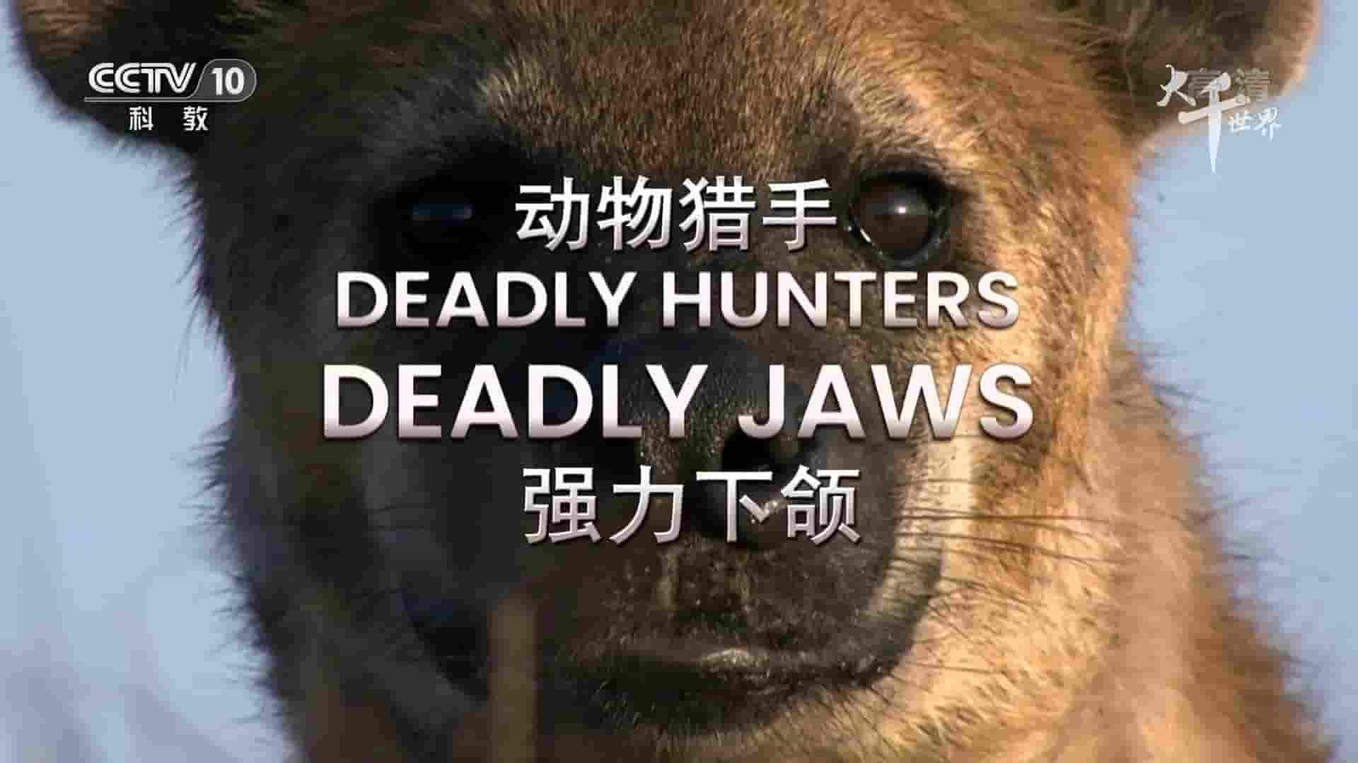 央视纪录片/南非纪录片《大千世界·动物猎手/索命掠食者 Deadly Hunters 2020》全3集 国语中字 1080i高清网盘下载