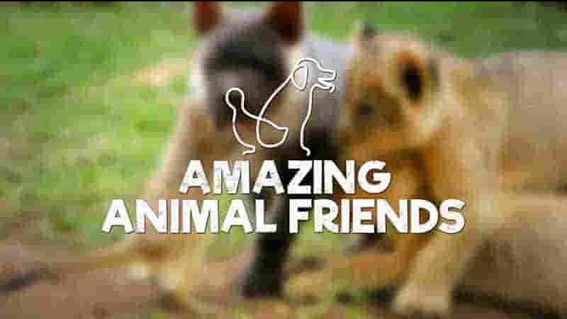 加拿大纪录片《神奇的动物朋友 Amazing Animal Friends 2020》第1季全6集 英语中英双字 1080P高清网盘下载