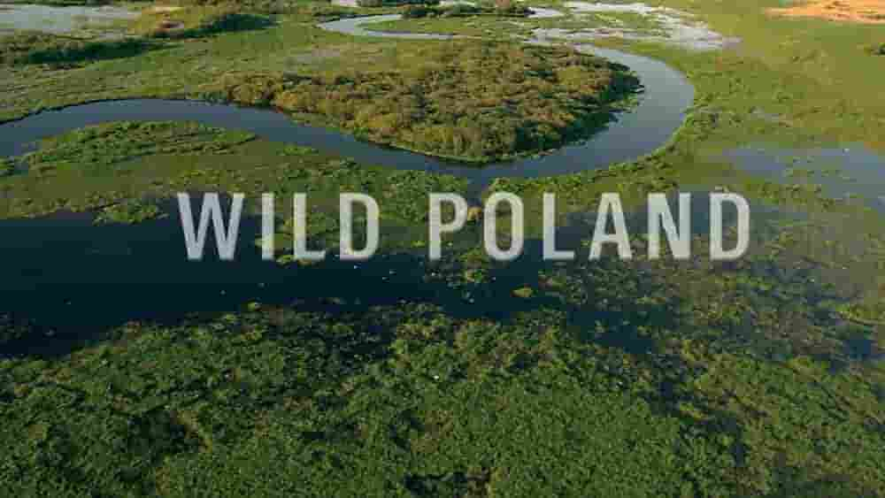 德国纪录片《野性波兰 Wild Poland 2012》全1集 英语中英双字 1080P高清网盘下载