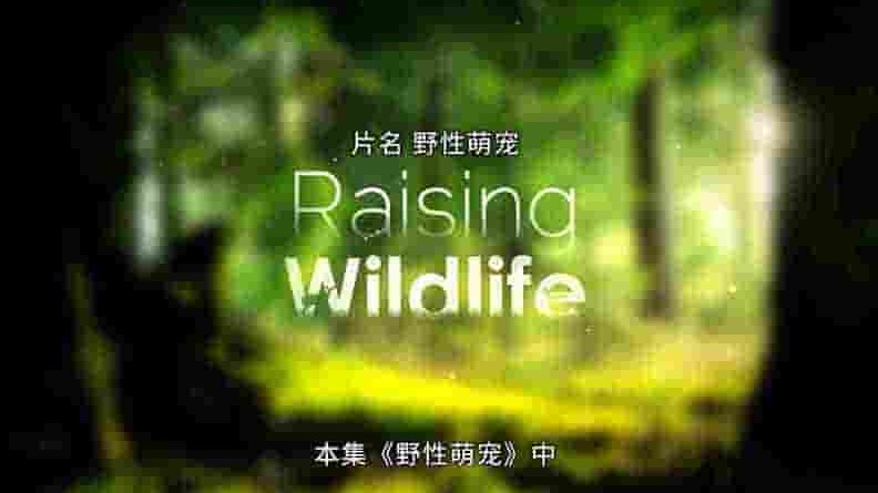 宠物纪录片《野性萌宠 Raising Wildlife 2018》第1季全13集 英语中字 4K超清网盘下载