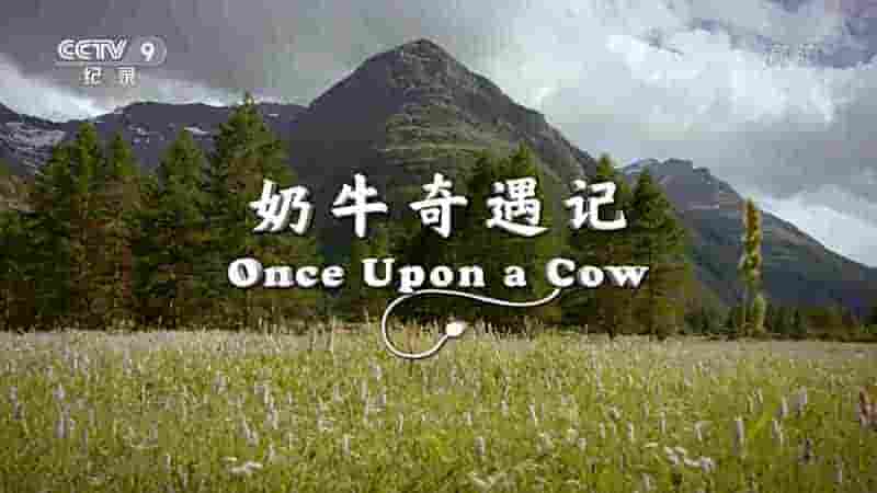 央视纪录片《奶牛奇遇记 Once Upon a Cow 2016》全1集 国语中字 1080P高清网盘下载