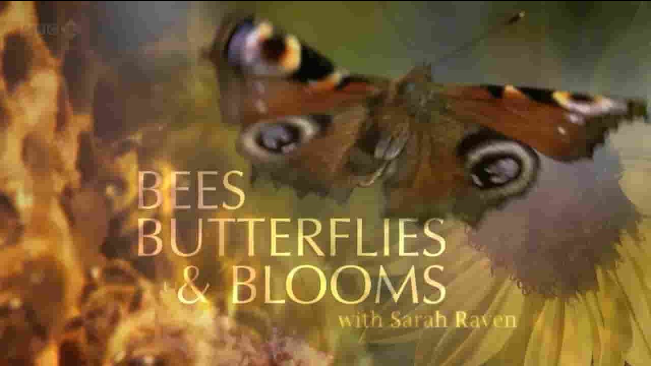 BBC纪录片《蜜蜂、蝴蝶与花朵/花引蜂蝶 Bees Butterflies and Blooms 2012》全3集 英语内嵌中英双字 720P高清网盘下载