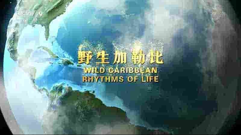 央视纪录片《野生加勒比 Wild Caribbean Rhythms Of Life 2018》全3集 国语中字 1080P高清网盘下载