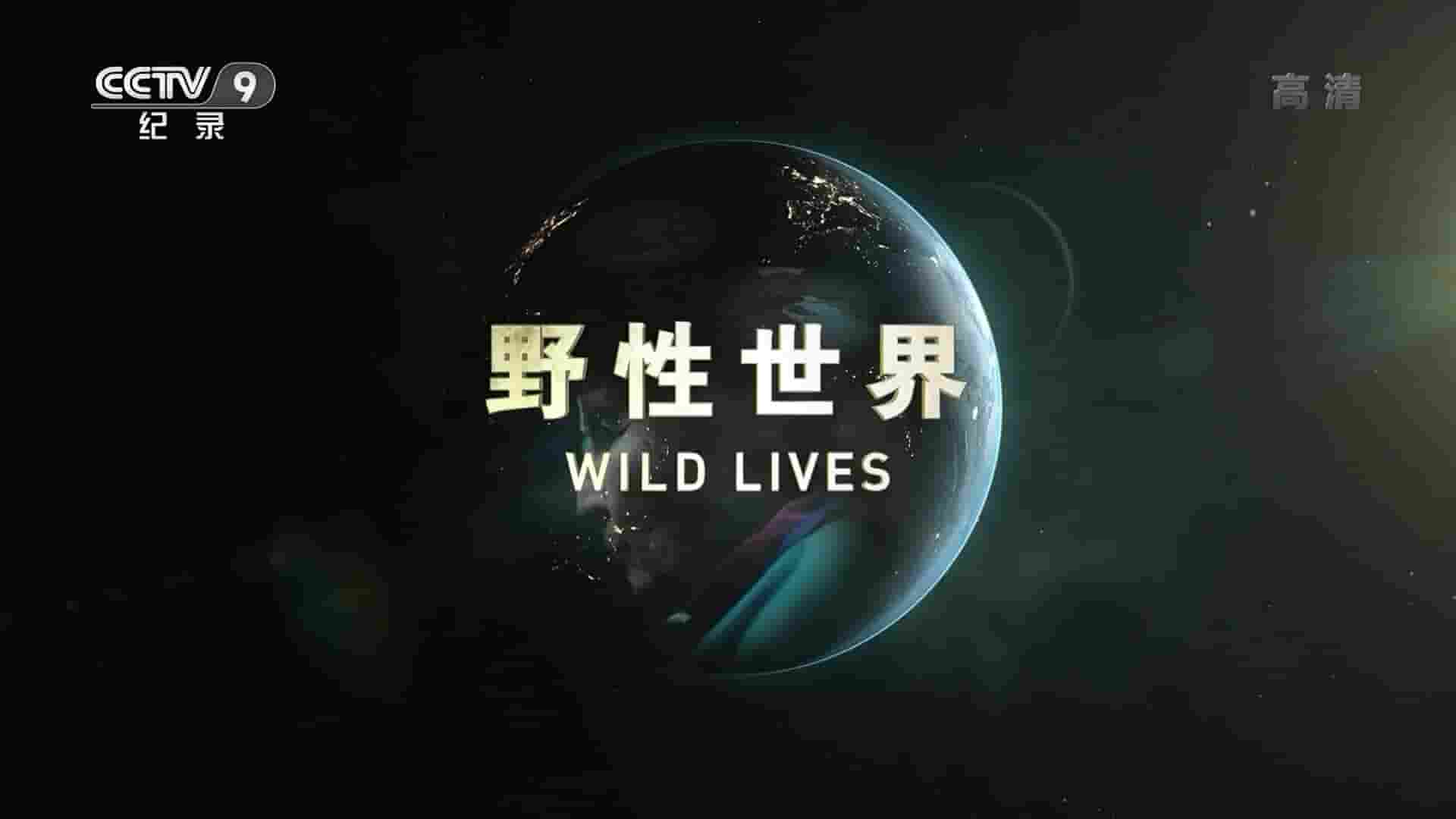 央视纪录片《野性世界 Wild Lives 2015》全1集 国语中字 1080i高清网盘下载