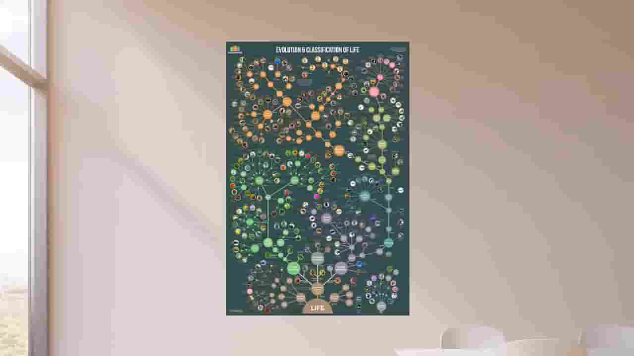 科普纪录片《生物进化和分类:从单细胞到人类 Evolution and Classification of Life: Single Celled Bacteria to Humans 2020》全1集 英语中字 720P高清网盘下载