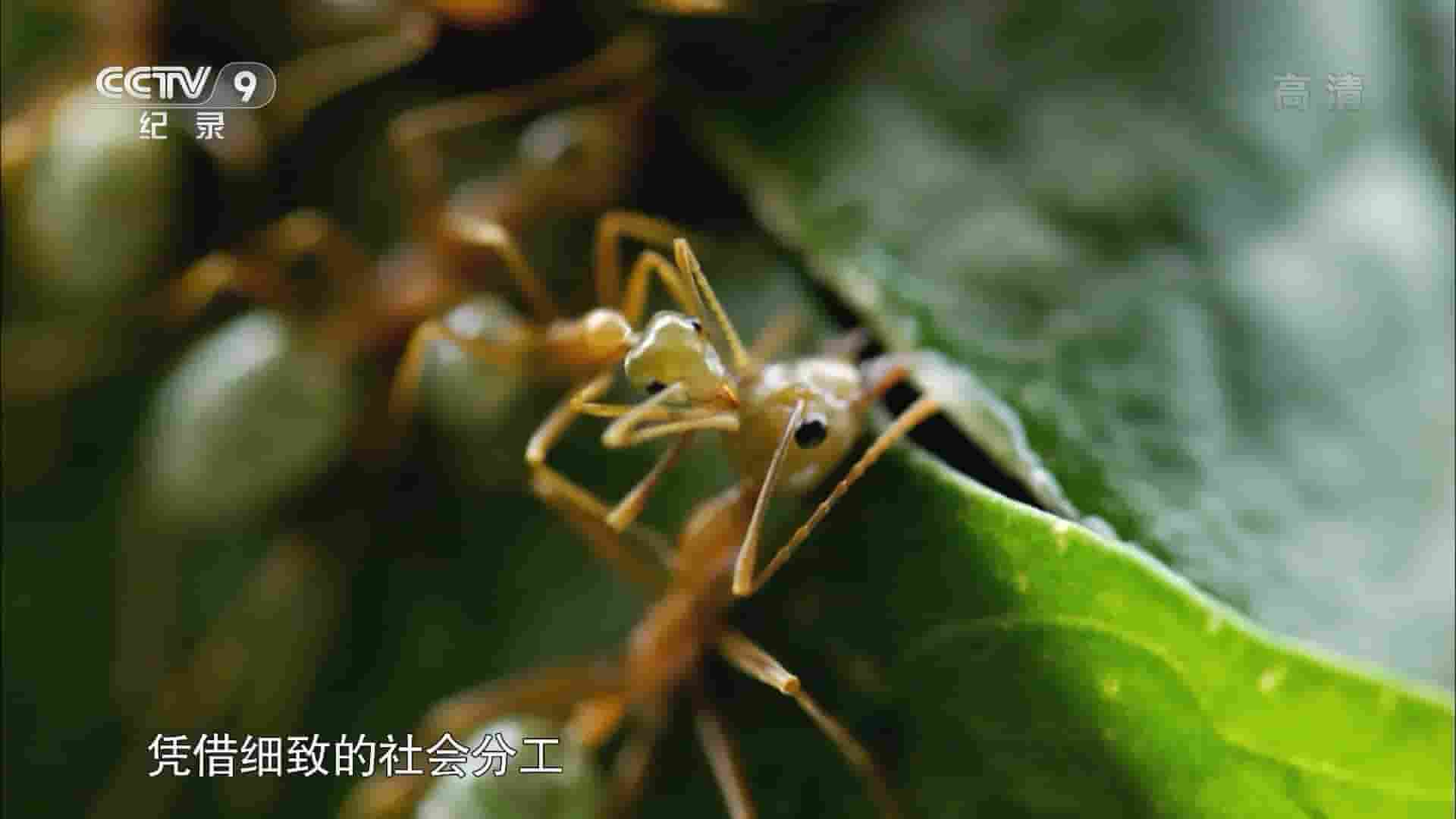 央视纪录片《昆虫界的野蛮军团-织叶蚁 Green Tree Ants: Friend or Foe? 2017》全1集 国语中字 1080P高清网盘下载