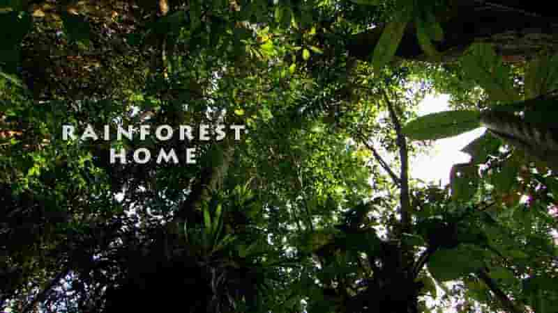 美国纪录片《雨林之家 Rainforest Home 2020》全1集 英语中英双字 1080P高清网盘下载