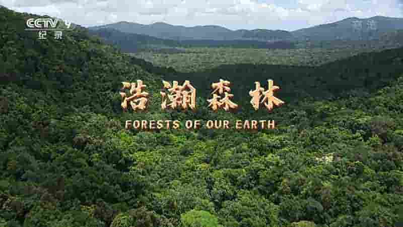 央视纪录片/德国纪录片《浩瀚森林 Forests of Our Earth 2017》全1集 国语中字 1080i高清网盘下载