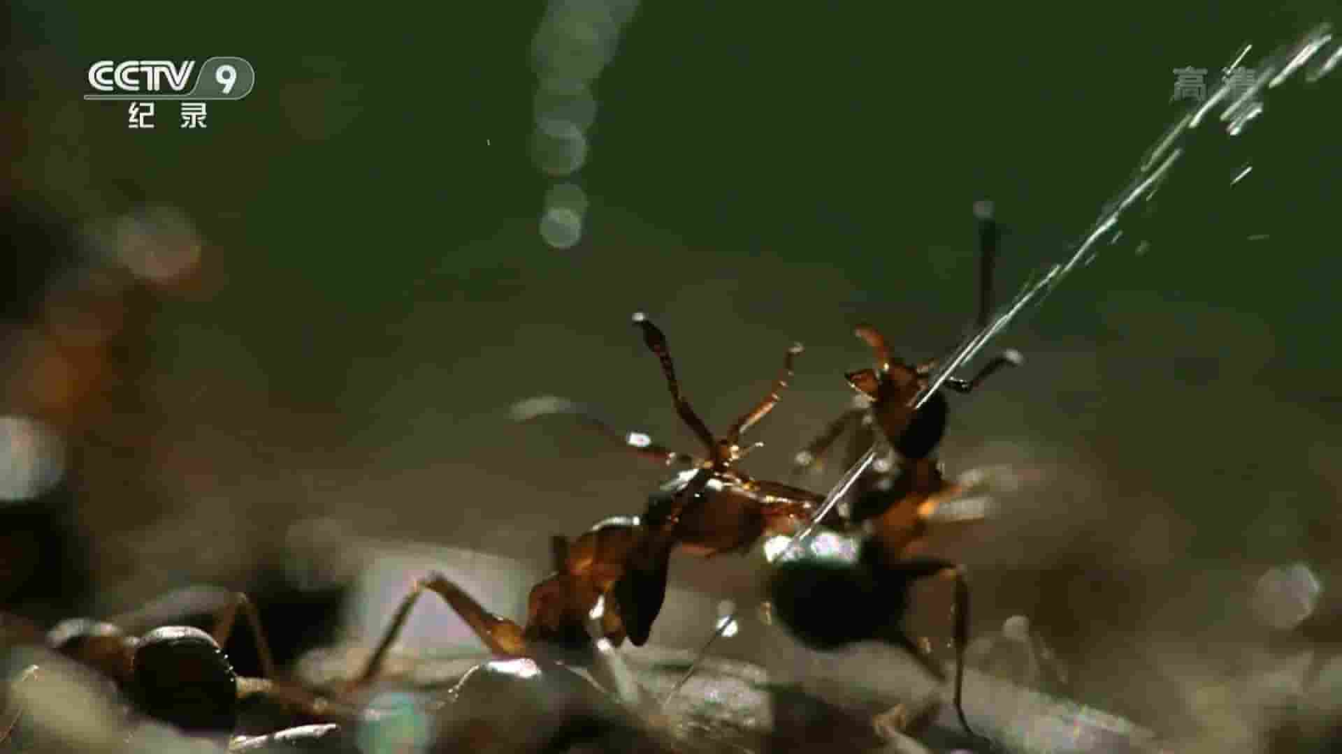 英国纪录片《大卫·爱登堡 蚂蚁山/阿滕伯勒的蚂蚁山 David Attenborough’s Ant Mountain 2018》全1集 国语中字 1080P高清网盘下载