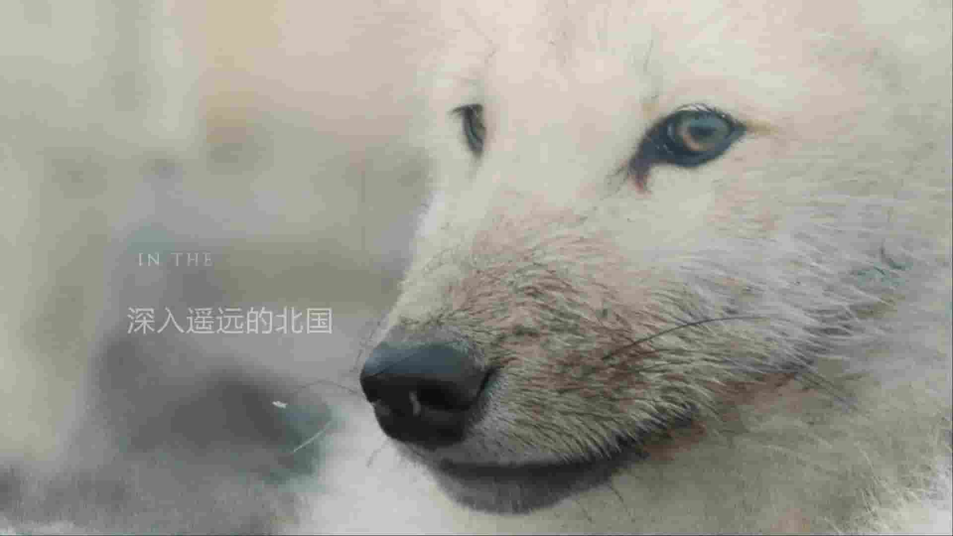 国家地理《雪狼王国/白狼国度 Kingdom of the White Wolf 2019》第1季全3集 英语中英双字 1080P高清网盘下载