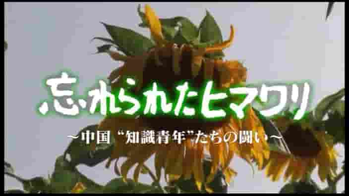 NHK纪录片《被遗忘的向日葵——中国知青的奋斗 2011》全1集 日语中字 标清网盘下载