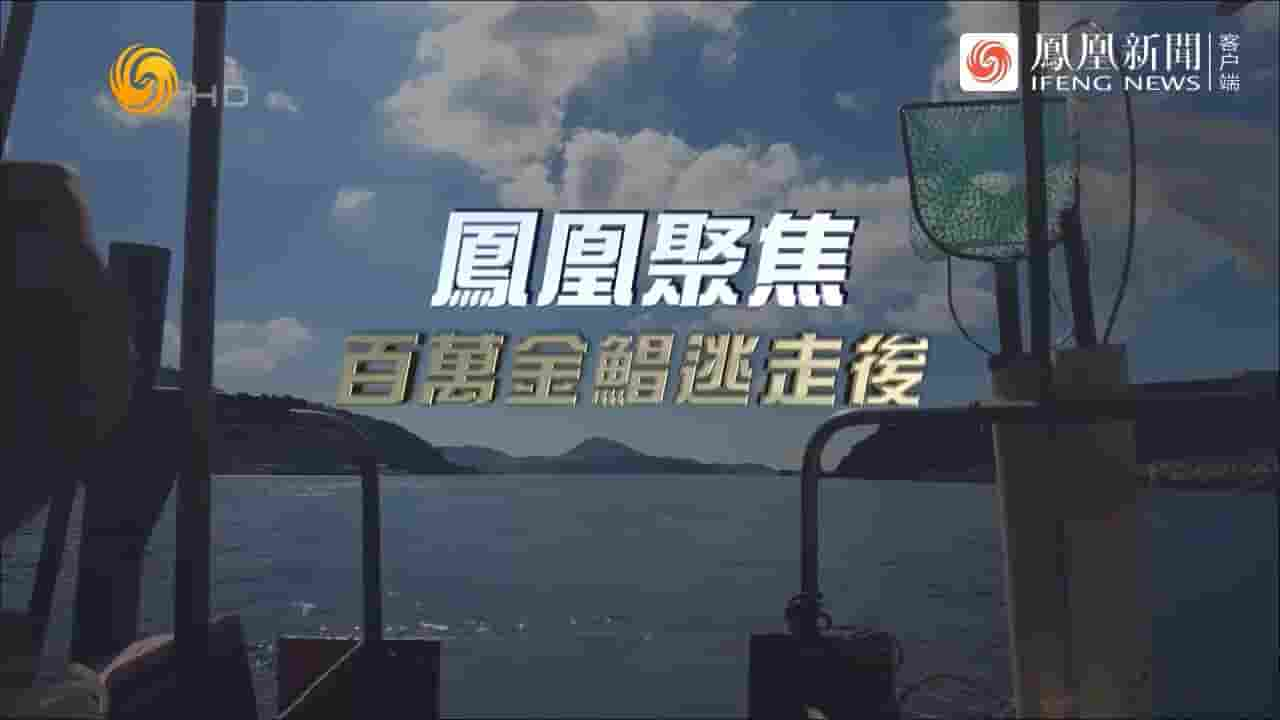 凤凰聚焦《百万金鲳逃走后 2023》全1集 国语中字 720P高清网盘下载