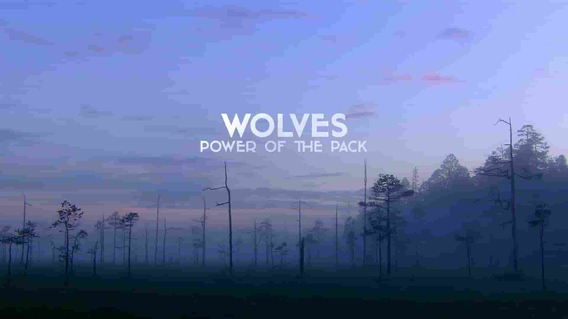 Curiosity纪录片《狼：团队的力量/狼群的力量 Wolves:Power of the Pack 2022》全1集 英语中英双字 1080P高清网盘下载