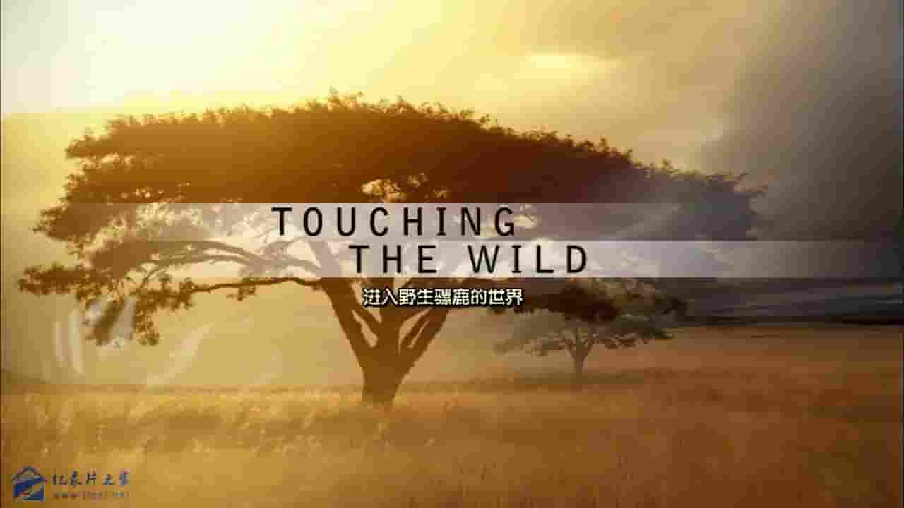 PBS纪录片《进入野生骡鹿的世界 Touching the Wild – Living with the Mule Deer of Deadman Gulch 2014》全1集 英语内嵌中英双字 720P高清网盘下载