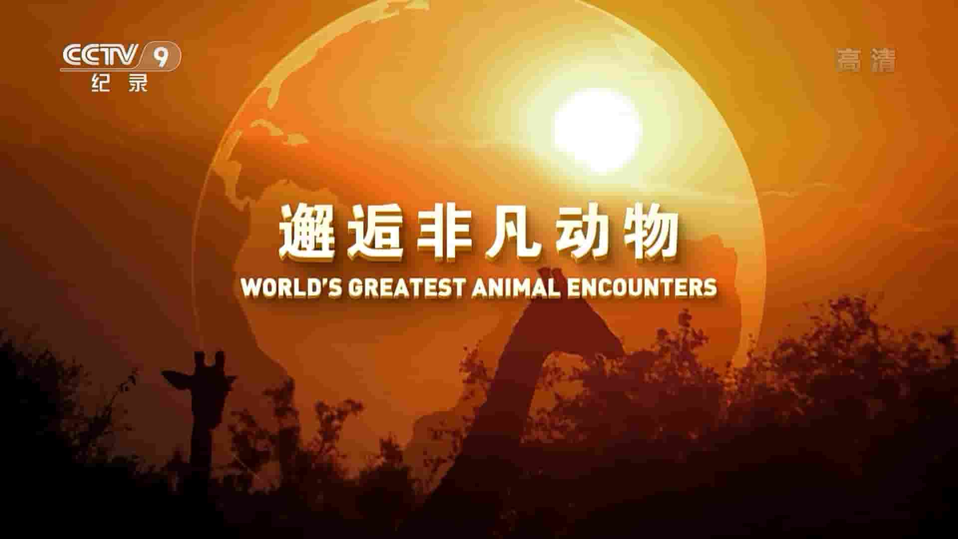 澳大利亚纪录片《邂逅非凡动物 World’s Greatest Animal Encounters 2019》全6集 国语中字 1080P高清网盘下载