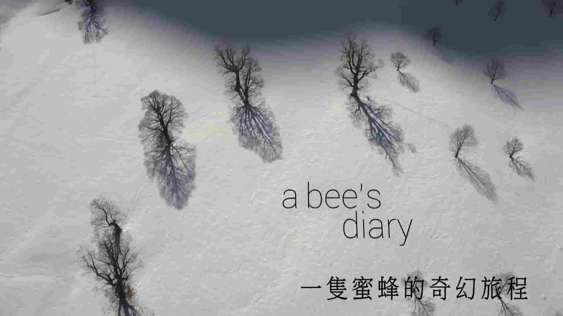 PTS公视《蜜蜂历险记/一只蜜蜂的奇幻旅程 A Bee’s Diary 2013》全1集 国语中字 1080P高清网盘下载