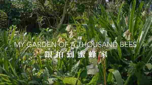 PTS公视《跟拍到蜜蜂家 My Garden of a Thousand Bees 2020》全1集 国语中字 1080P高清网盘下载