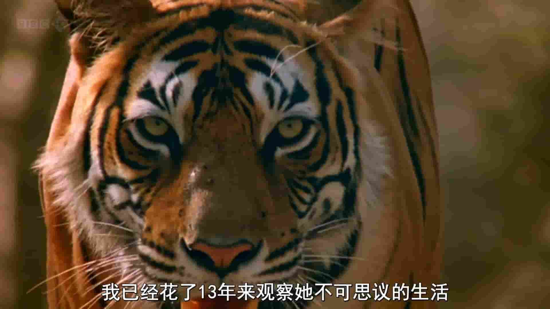 BBC纪录片《自然世界：老虎女王/伦滕波尔的传奇虎王 The Natural World: Queen of Tigers 2012》全1集 英语中字 1080P高清网盘