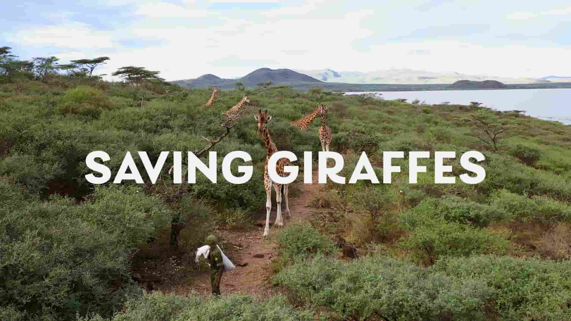 国家地理《营救长颈鹿之漫漫归途/拯救長頸鹿：漫漫回家路 Saving Giraffes: The Long Journey Home 2022》全1集 英语多国中字 1080P高清网盘下载