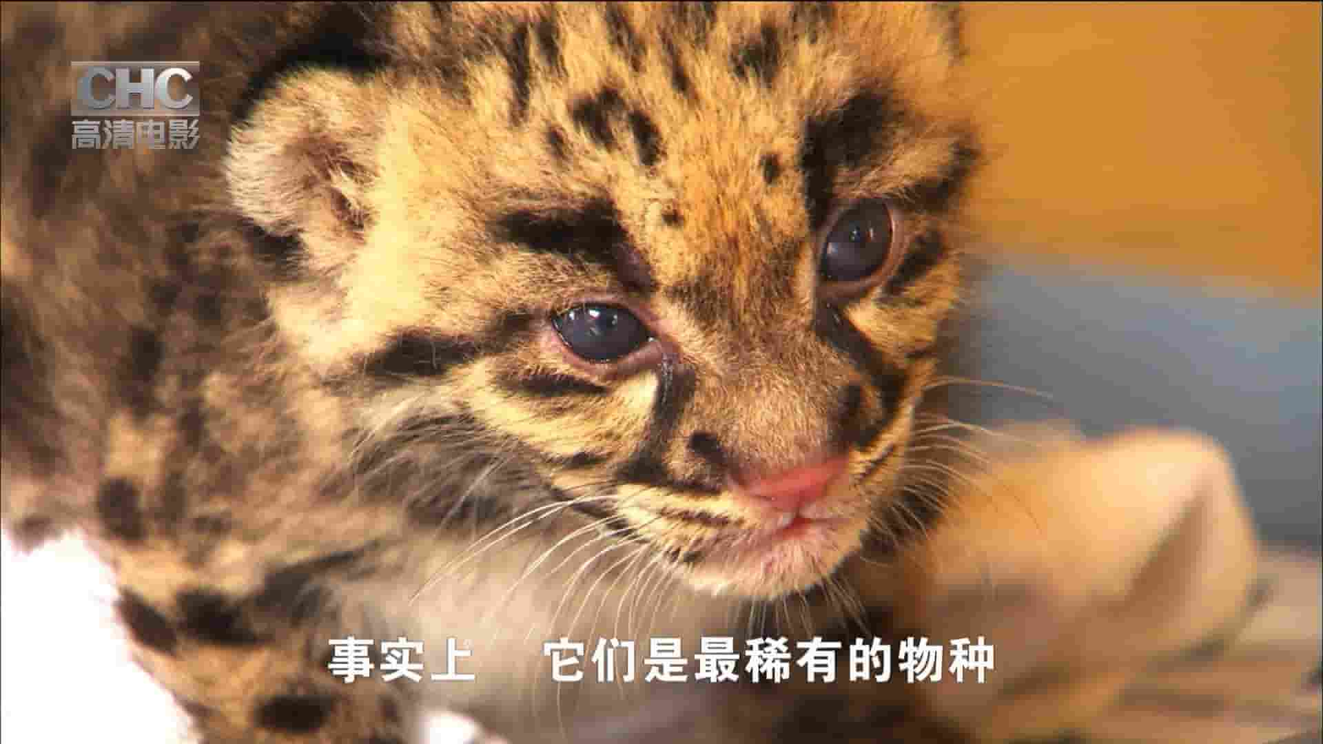 CHC纪录片《云豹的回归 Return of the Clouded Leopards 2011》全1集 英语中字 1080i高清网盘